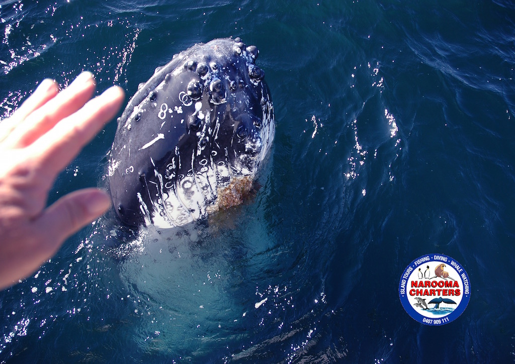 Whale Watch & Seals Tour 9:30 am (2.5hrs)